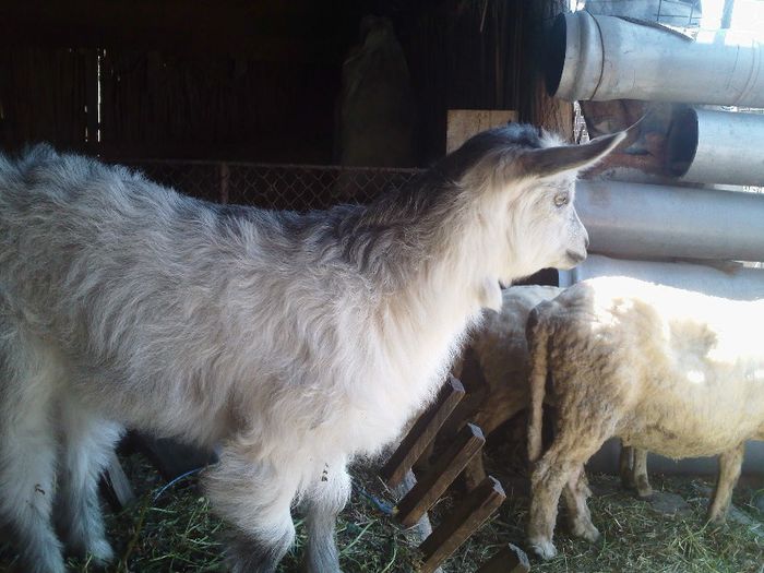 un nou membru in familie!Bella