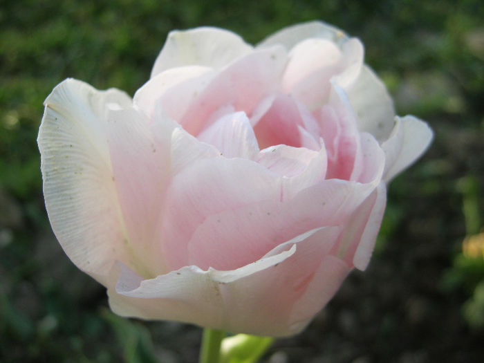 Lalea Angelique - gradina 2013