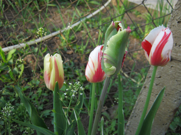 Lalele - gradina 2013