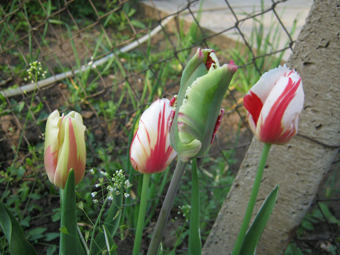 Lalele - gradina 2013