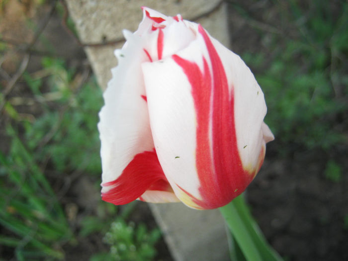 Lalea - gradina 2013