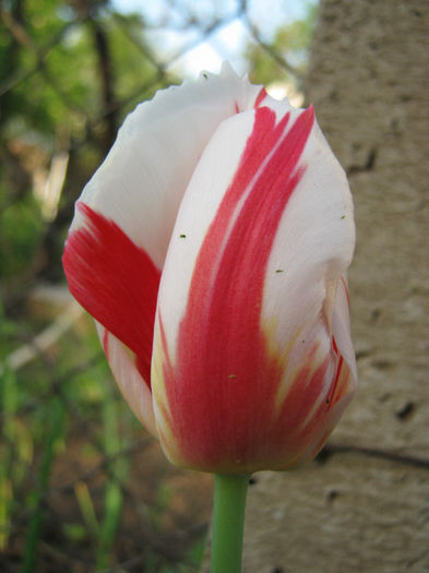 Lalea - gradina 2013