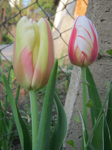 Lalele - gradina 2013