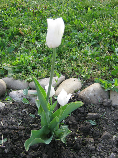 Lalea - gradina 2013