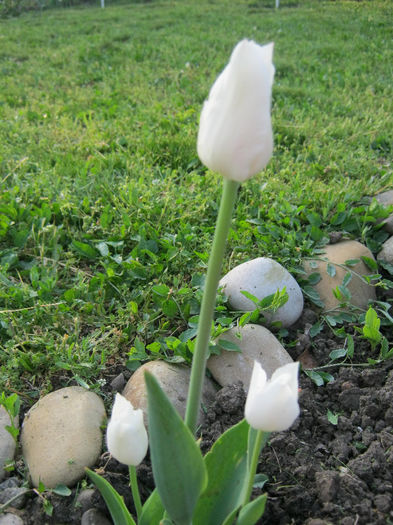 Lalea - gradina 2013