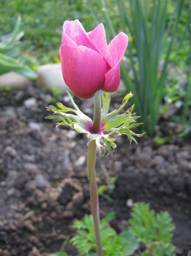 Anemona - gradina 2013