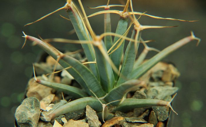 Leuchtenbergia principis