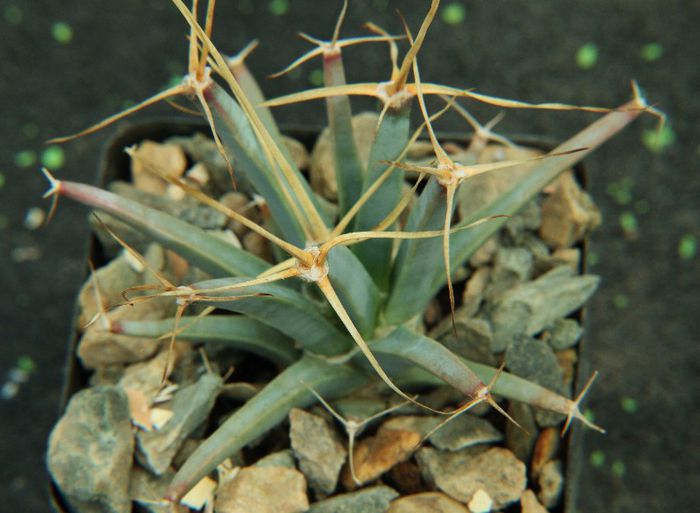 Leuchtenbergia principis - Leuchtenbergia principis