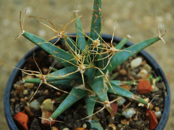 Leuchtenbergia principis - Leuchtenbergia principis