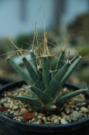 Leuchtenbergia principis