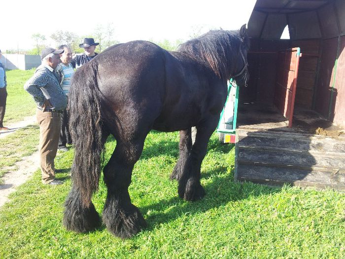 manz de doi ani jumatate