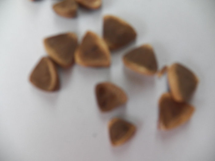 seminte de marul lupului