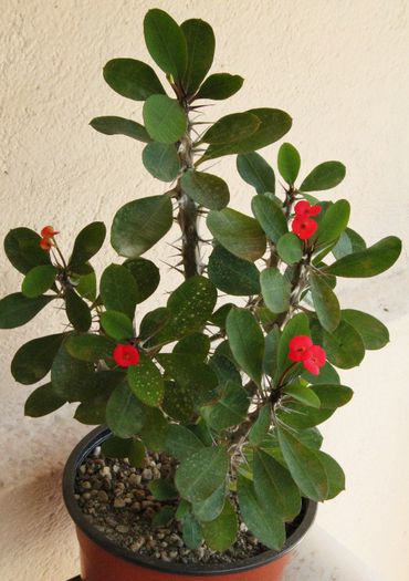 Euphorbia milli - Euphorbia milli