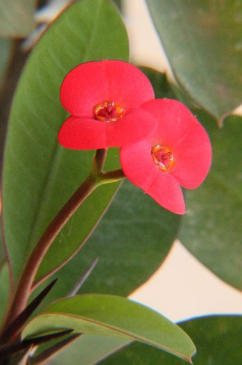 Euphorbia milli - Euphorbia milli