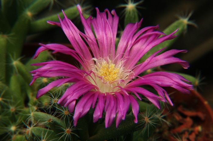 Trichodiadema densum