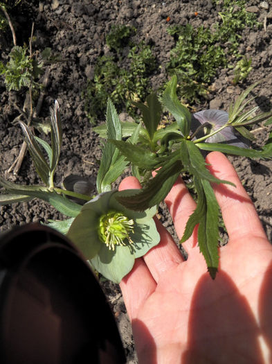 deja isi schimba culoarea