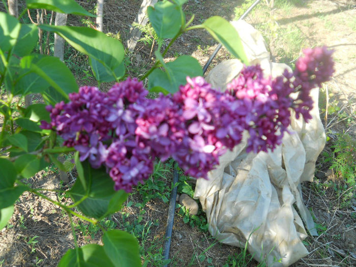 DSCN4025
