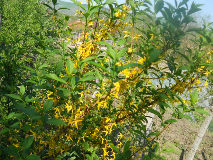 DSCN4027