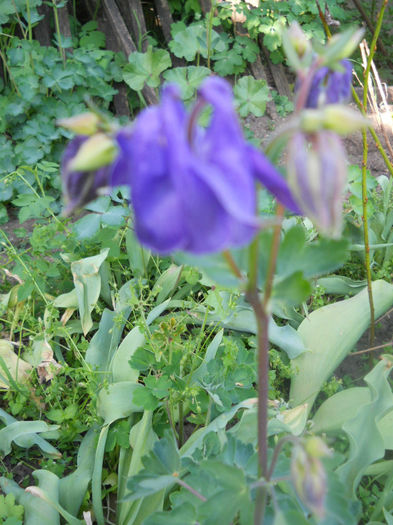 DSCN4036