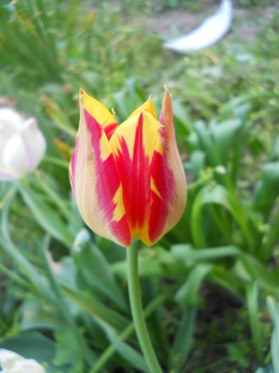 DSCN4038