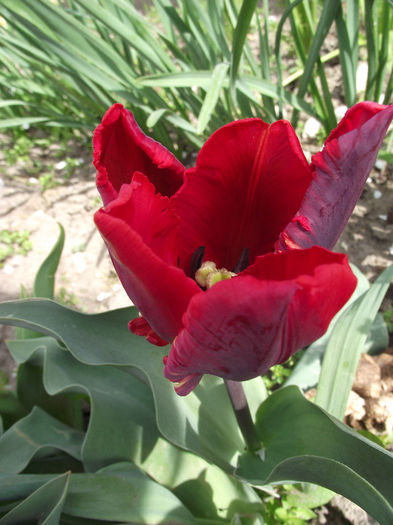 DSCF0122 - 2013