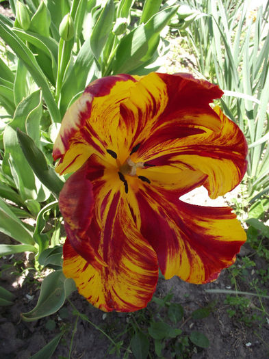 DSCF0133 - 2013