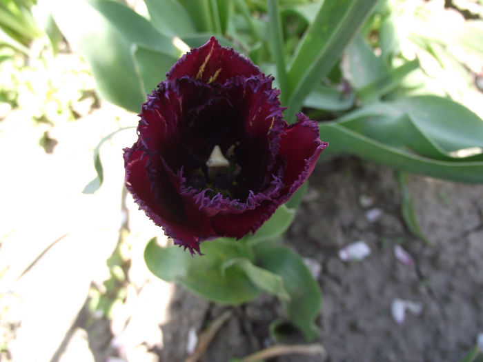 DSCF0142 - 2013