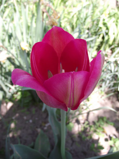 DSCF0173 - 2013