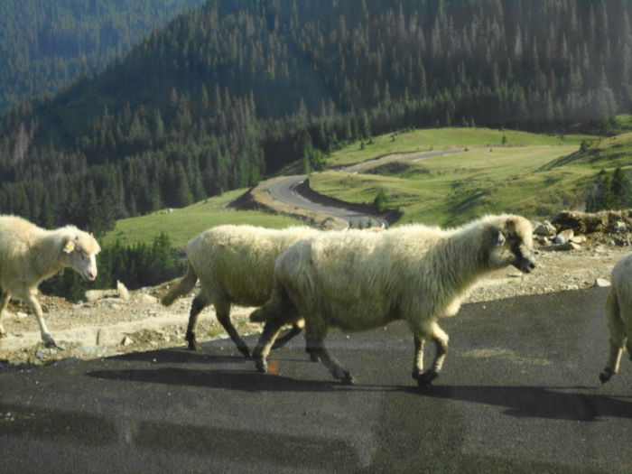 DSC04797 (1) - TRANSALPINA - TRANSFAGARASAN