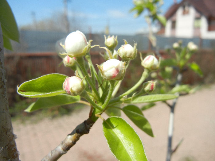 Pear Tree Blossom (2013, April 17) - Pear Tree_Par Napoca
