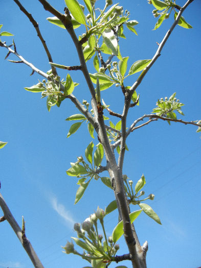 Pear Tree_Par Napoca (2013, April 17) Pear Tree_Par Napoca (2013, April 17)