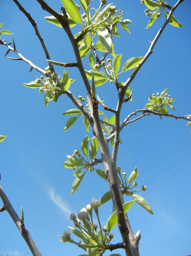 Pear Tree_Par Napoca (2013, April 17)