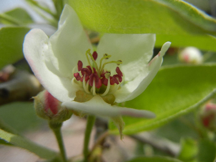 Pear Tree Blossom (2013, April 18) Pear Tree Blossom (2013, April 18)