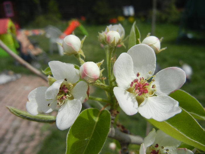 Pear Tree Blossom (2013, April 18) Pear Tree Blossom (2013, April 18)