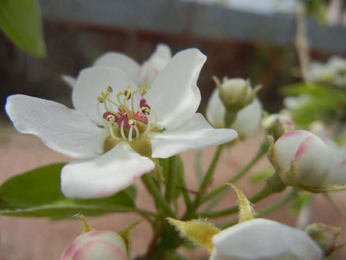 Pear Tree Blossom (2013, April 18)