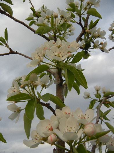 Pear Tree Blossom (2013, April 20) - Pear Tree_Par Napoca