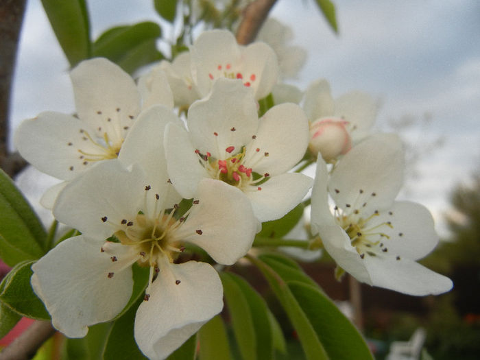 Pear Tree Blossom (2013, April 20)