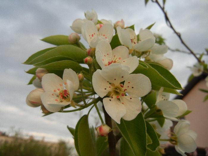 Pear Tree Blossom (2013, April 20) - Pear Tree_Par Napoca