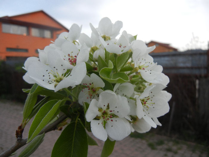 Pear Tree Blossom (2013, April 21)