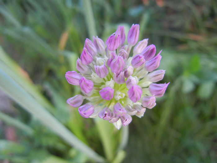 Allium Purple Sensation (2013, April 28)
