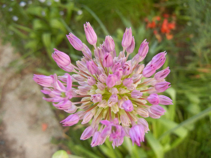 Allium Purple Sensation (2013, April 28)