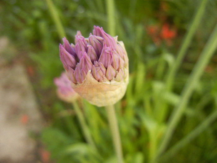 Allium Purple Sensation (2013, April 28)