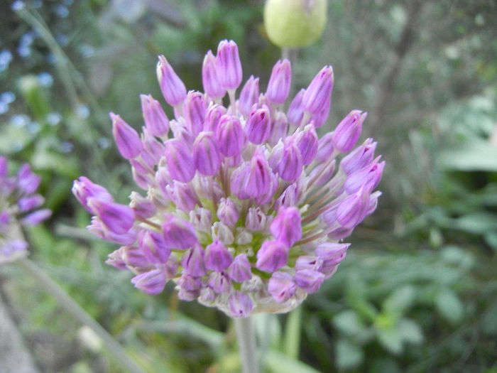 Allium Purple Sensation (2013, April 29) - Allium aflatunense Purple