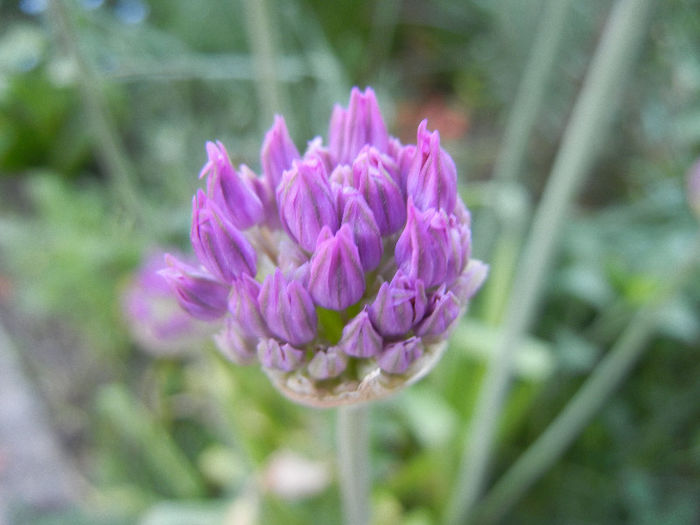 Allium Purple Sensation (2013, April 29) - Allium aflatunense Purple