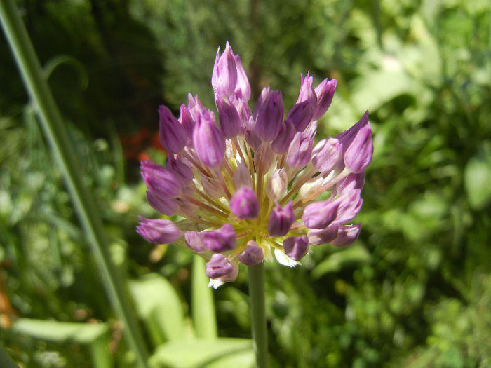 Allium Purple Sensation (2013, April 29)