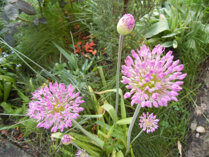 Allium Purple Sensation (2013, April 29) - Allium aflatunense Purple