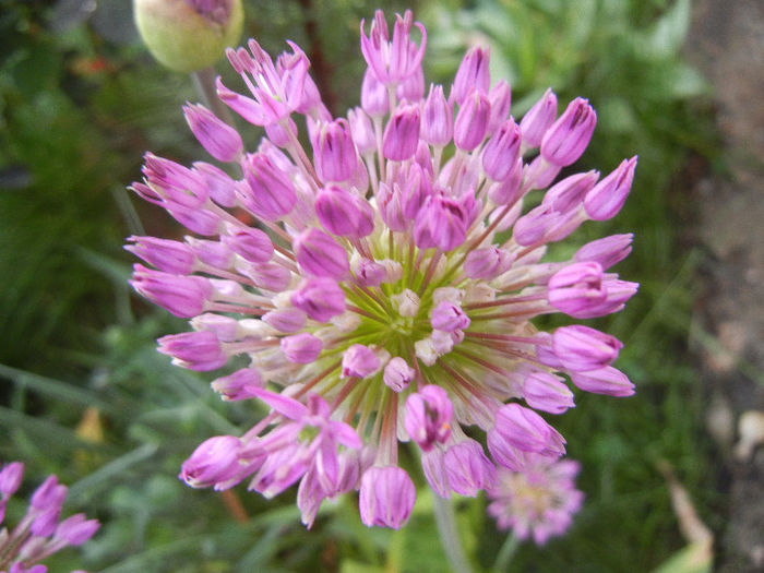 Allium Purple Sensation (2013, April 29) - Allium aflatunense Purple