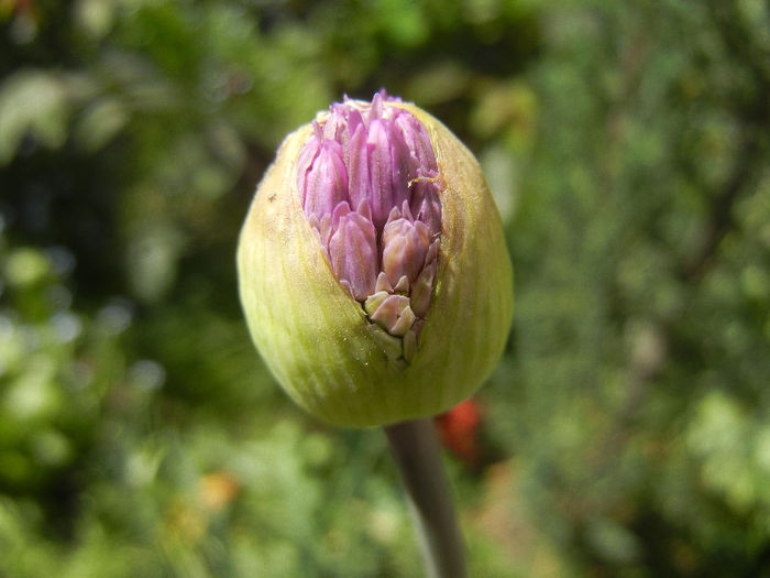 Allium Purple Sensation (2013, April 29) - Allium aflatunense Purple