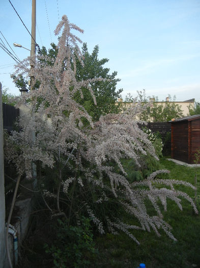 Tamarix tetranda (2013, April 29)