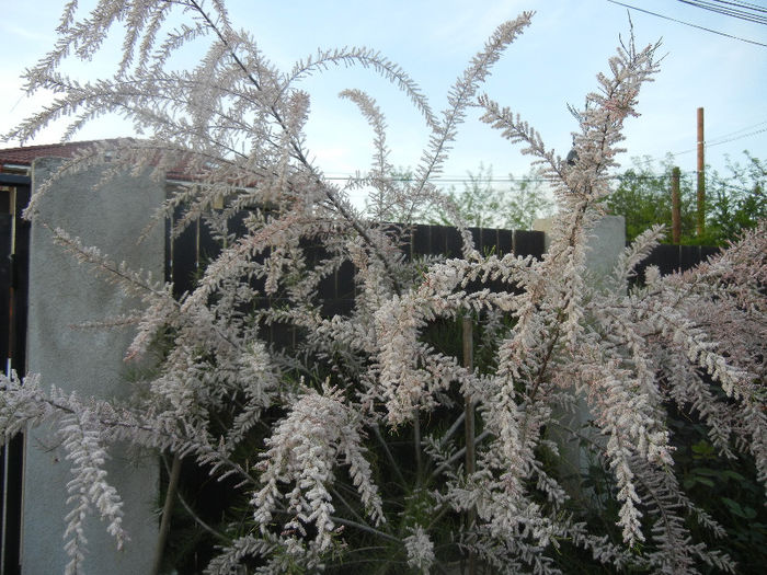 Tamarix tetranda (2013, April 29)